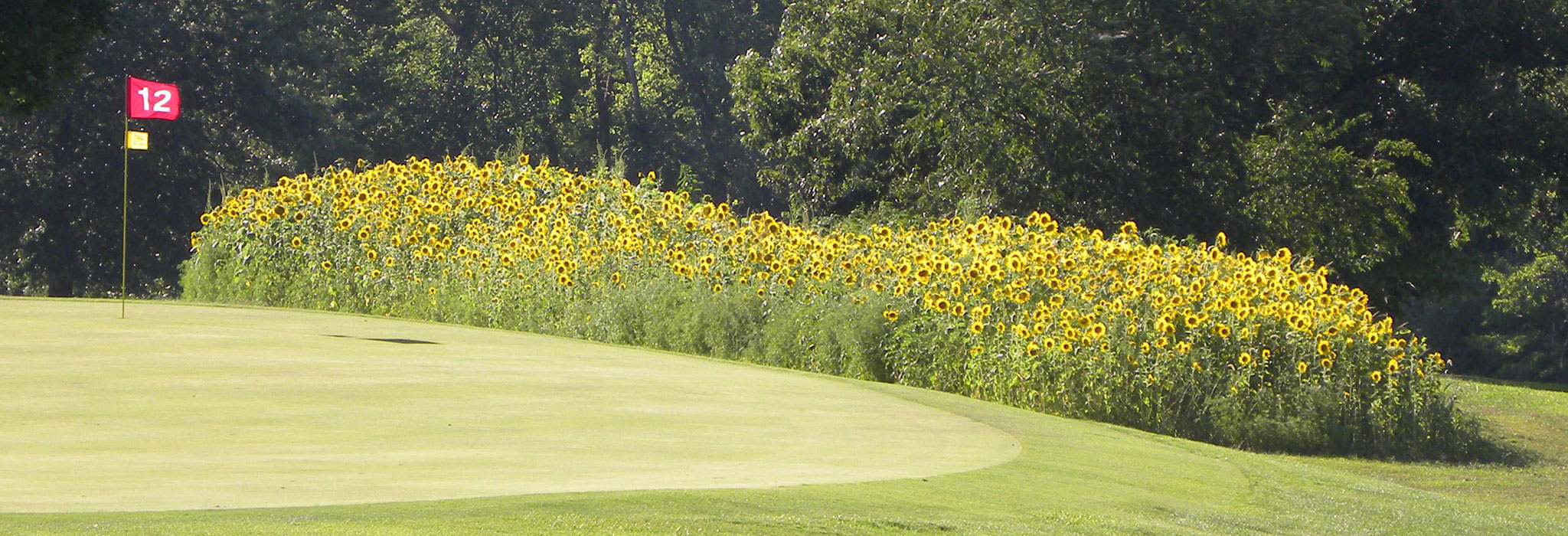 Sunflower Hills